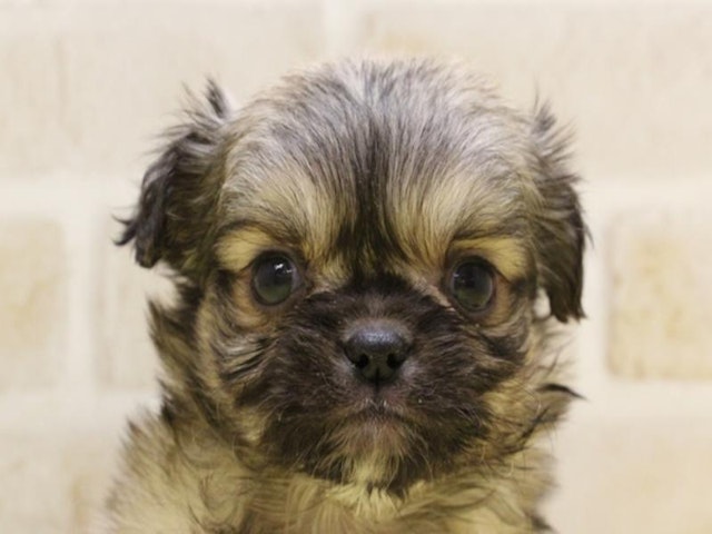 東京都のハーフ犬 (ペッツワン昭島店/2024年2月17日生まれ/男の子/オレンジセーブル)の子犬